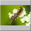 Mellinus crabroneus - Grabwespe w17 12mm - OS-Wallenhorst Sandgrube.jpg